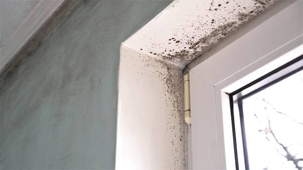 Best Attic Mold Remediation in Tangerine, FL