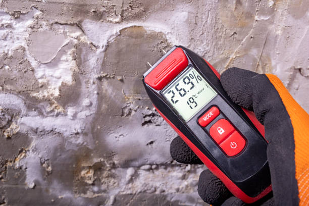 Best Basement Mold Remediation in Tangerine, FL