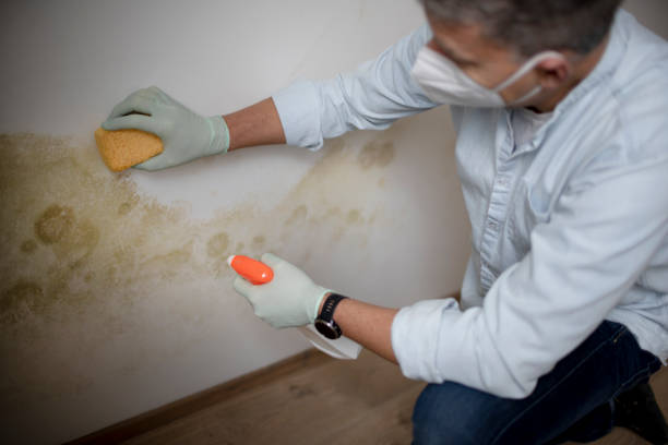 Best Residential Mold Remediation in Tangerine, FL